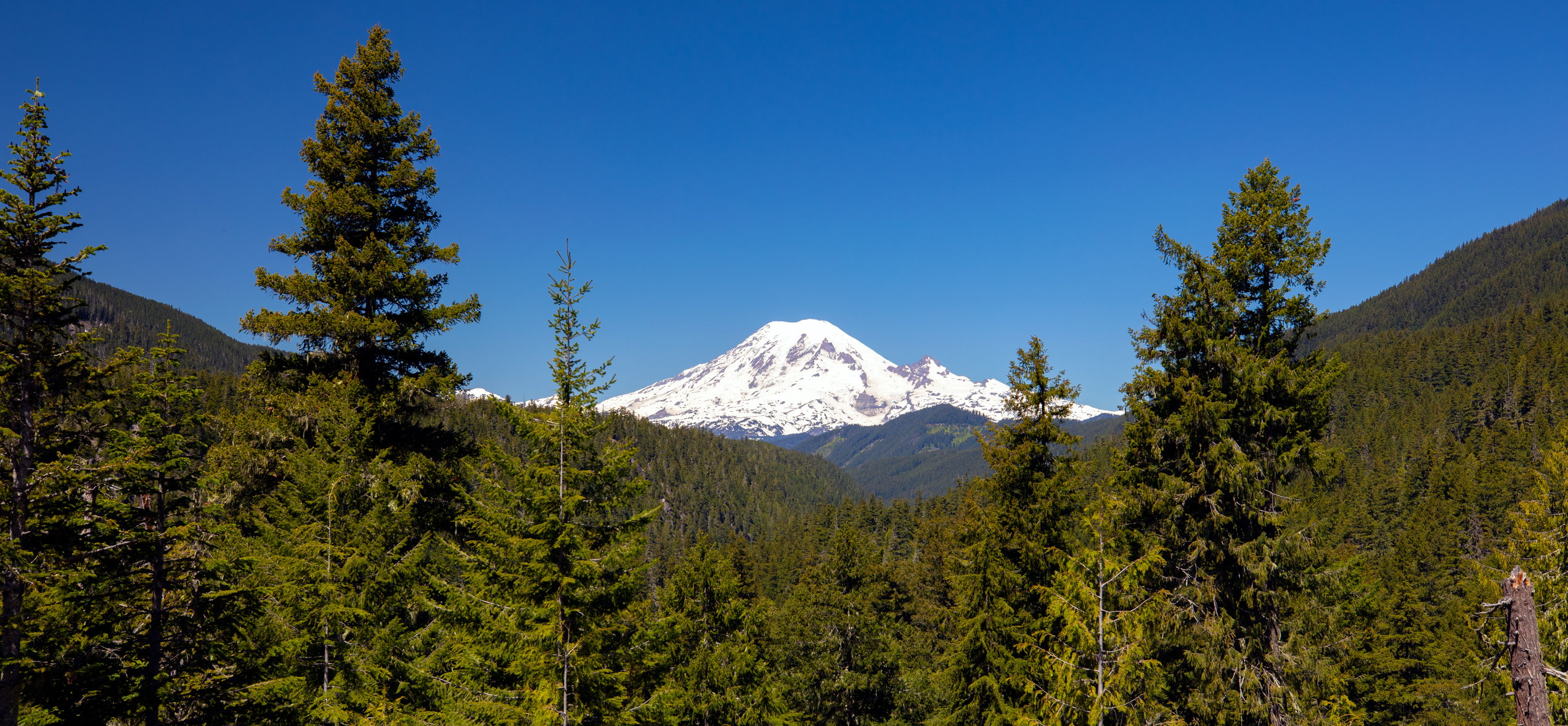 Trees and snowy mountains in Washington